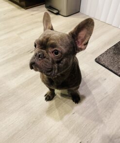 Purina Pro Plan Sensitive Skin and Stomach Dog Food Pate, Sensitive Skin and Stomach Salmon and Rice Entree - 13 oz. Can Salmon & Rice - Wet Dog Food (12) 13 oz. Cans 42 B1N eey9clS 1