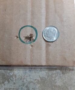 Daisy Powerline 901 Air Rifle 901 BB Pellet Rifle 26 B1NNYqwzaCS