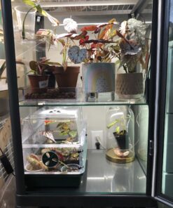 EarlyGrow 93763 Medium Seed and Herb Domed Propagator with Vented Side Height Extension, Extender, Green Medium with Side Extender 42 B1NSsTqfIWS