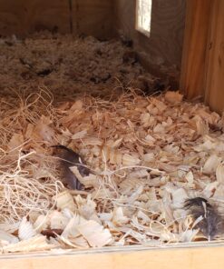 MagJo Premium Aspen 12 Pack Excelsior Nesting Liners (12 Pack), Chicken Bedding for Nesting Box, Nesting Pads Box Liners, Chicken Bedding for coop, Chick Bedding, USA Grown & Sustainably Harvested 34 B1Obe3ASS