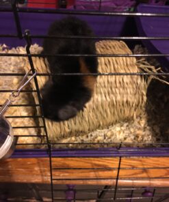 Oxbow Animal Health Timothy Hay Tunnel 28 B1P6e1YL8oS