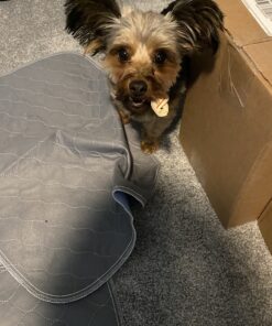 SmartBones Mini Dog Chews, Rawhide Free Chews For Dogs, Made With Real Chicken and Vegetables, 24 Count Mini Chews 35 B1PE4cQQ3IS