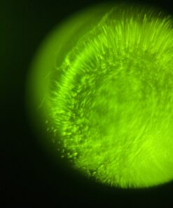 Fairhaven Health Fertile Focus Ovulation Test Kit - Women's Fertility Tracker and Predictor - 3 Days in Advance - Ovulation Kit - Accurate, Reusable Home Saliva Test - Results in Five Minutes 40 B1Pgzup8c S