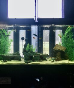 MarineLand Diamond Media Premium Activated Carbon, Blacks & Grays, 40-Ounce (PA0373) 47 B1QKgdR gCS