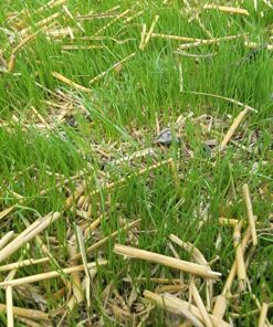 Jonathan Green (10970) Black Beauty Heavy Traffic Grass Seed - Cool Season Lawn Seed (3 lb) 3 lb 29 B1RKq3xNWVS