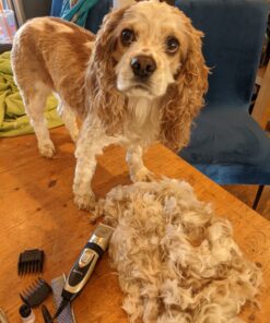 Maxshop Dog Grooming Kit, Low Noise Rechargeable Dogs Shaver Clippers Electric Quiet Dog Hair Trimmer for Dogs and Cats with Comb Guides Scissors Nail Kits (Gold Black) Gold Black 54 B1Rc5i0yhVS