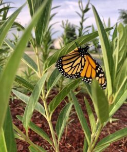 Seed Needs, Pink Swamp Milkweed Seeds for Planting (Asclepias incarnata) Heirloom, Open Pollinated & Untreated, Attracts Monarch Butterflies (2 Packs) 2 Packs (200 Seeds) 30 B1S6JTgQf6S 2