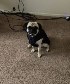 Kuoser Cozy Waterproof Windproof Reversible British Style Plaid Dog Vest Winter Coat Warm Dog Apparel for Cold Weather Dog Jacket for Small Medium Large Dogs with Furry Collar (XS - 3XL),Red M Medium (Pack of 1) Red 34 B1SxpTavciS