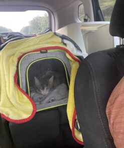 FELIWAY Classic Cat Calming Pheromone Travel Spray (20 mL) 1.8"L x 1.8"W x 3.8"Th 31 B1TVY4AF0mS