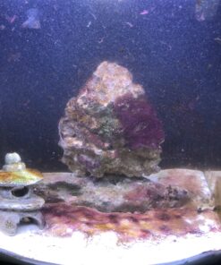 Chemi-Clean - 2 g 2g 60 B1ToNs9Ie5S