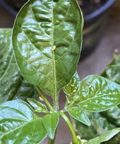 Neem Bliss - Pure Neem Oil for Plants - Organic Neem Oil Spray for Plants, 100% Cold Pressed Neem Oil - OMRI Listed Pure Neem Oil - All-Natural Neem Oil Concentrate Leaf Polish For Plants (16 Fl Oz) 16 Fl Oz 32 B1UKsc7mSS