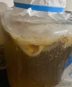 Jun Kombucha Starter Culture - USDA Certified Organic Jun SCOBY & Starter Tea - Makes 1 Gallon - Brewed with Organic Green Tea & Honey - Brew Jun Tea! 44 B1ULRbDcU6S