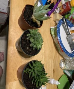 3 Different Aloe Plants - Easy to Grow/Hard to Kill! - 3" Pots 22 B1UaTQZegkS