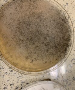 Mold Armor Do It Yourself Mold Test Kit 33 B1V qXDMbjS