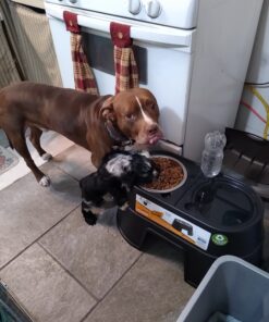 OurPets Comfort Diner Elevated Dog Food Dish (Bowls Available in 4 inches, 8 inches and 12 inches for Large , Medium and Small Dogs), Black, 12-inch 35 B1VLK0kWVfS