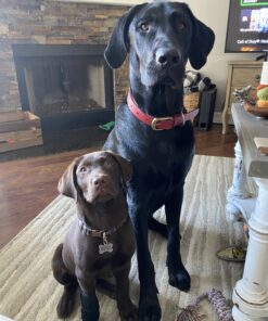 Grass-Fed Gelatin Powder, 1.5 lb. Custom Anti-Aging Protein for Healthy Hair, Skin, Joints & Nails. Paleo and Keto Friendly Cooking and Baking. Type 1 and 3 Collagen. GMO and Gluten Free. Unflavored. 1.5 Pound (Pack of 1) 46 B1VgCMmcKgS