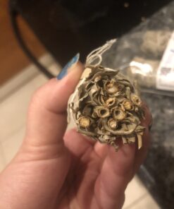 Premium White Sage Smudge Sticks, Sage Bundle, Spiritual Cleansing, Sage Smudge Kit, Slow Burning Sage Sticks, Dried Herbs for Meditation Accessories 3 Pk of 4" Bundles - Alternative Imagination 3 Pack - 4 Inch 45 B1W0TaTdnRS