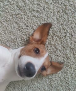 GREENIES TEENIE Natural Dog Dental Care Chews Oral Health Dog Treats Fresh Flavor, 12 oz. Pack (43 Treats) Mint Fresh 43 Count (Pack of 1) 45 B1WsUERaD1S