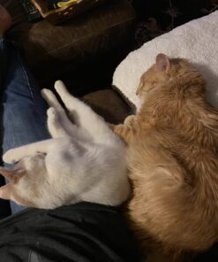 FELIWAY MultiCat Calming Pheromone, 30 Day Refill - 1 Pack 31 B1X5ZG9gdKS