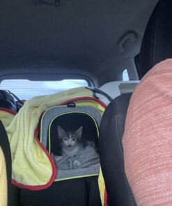 FELIWAY Classic Cat Calming Pheromone Travel Spray (20 mL) 1.8"L x 1.8"W x 3.8"Th 32 B1Xq1ltH2XS