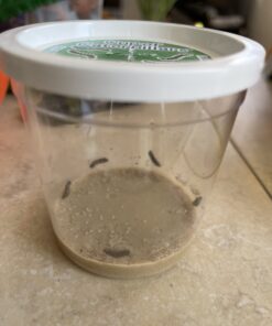 Insect Lore 5 Live Caterpillars Cup of Caterpillars Butterfly Kit Refill - Plus Butterfly Life Cycle Stages Toy Figurines - Shipped Now 68 B1YBCLQnF S