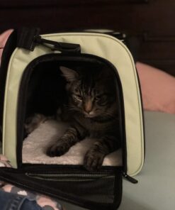 Henkelion Pet Carrier for Small Medium Cats Dogs Puppies up to 15 Lbs, Airline Approved Small Dog Carrier Soft Sided, Collapsible Travel Puppy Carrier - Green 17.0"L x 11.0"W x 11.0"H 43 B1YSJLVdvQS