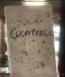 Cucumber Gherkin Mexican Sour FBA-3174 (Green) 25 Non-GMO, Heirloom Seeds 18 B1YYwIYxKrS