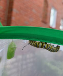 Trasfit Pop-up Insect and Butterfly Habitat Cage Terrarium - 24 Inches Tall 59 B1ZV2bdUlXS