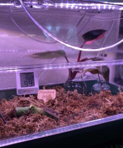 EarlyGrow 93763 Medium Seed and Herb Domed Propagator with Vented Side Height Extension, Extender, Green Medium with Side Extender 60 B1btvJsKn6S