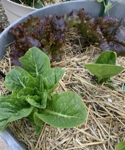 EZ Straw Seeding Mulch with Tack - Biodegradable Organic Processed Straw – 2.5 CU FT Bale (Covers up to 500 sq. ft.), Multi 38 B1du2evzPpS