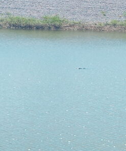 Celestron – Outland X 8x42 Binoculars – Waterproof & Fogproof – Binoculars for Adults – Multi-Coated Optics and BaK-4 Prisms – Protective Rubber Armoring 8x42 Outland X 29 B1ePqiaGfQS