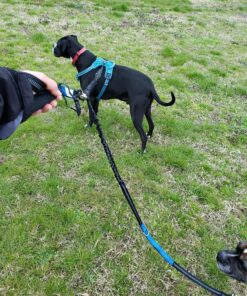 Pet Fit For Life 64" Premium Two Dog Leash: Premium Double Leash for Dogs, Provides Control and Comfort - Durable Foam Rubber Handle, Shock Absorbing Cord - Includes Bonus Collapsible Water Bowl Large 42 B1edczaMxGS