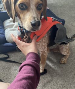 Outward Hound Granby Splash Orange Dog Life Jacket, Small Granby (Flotation) Small (Chest Girth: 16"-20") 42 B1fRzHDmqkS