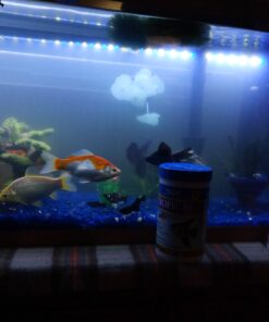 API TROPICAL FLAKES Fish Food 5.7-Ounce Container 5.7 Ounce (Pack of 1) 31 B1feAm7GlOS