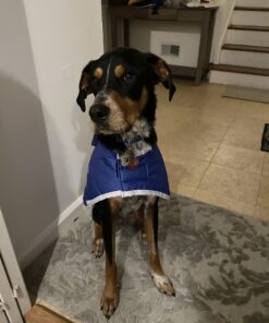 Zack & Zoey Nor'Easter Blanket Coat, Large, Blue 1 Dark Blue 35 B1fehy649oS 2