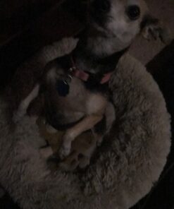 GREENIES Original Petite Natural Dog Dental Care Chews Oral Health Dog Treats, 36 oz. Pack (60 Treats) Petite Size (15-25 lb Dog) 60 Count (Pack of 1) 42 B1fh37gKw6S