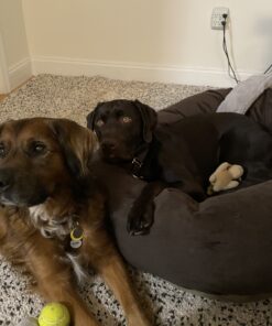 Majestic Pet 40 Inch Suede Calming Dog Bed Washable – Cozy Soft Round Dog Bed with Spine Support for Dogs to Rest their Head - Fluffy Donut Dog Bed 40x29x9 (Inch) - Round Pet Bed Large – Chocolate 40 in. 33 B1fiPIKFlS