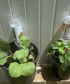 REMIAWY Plant Watering Stakes 6 Pack Automatic Plant Waterers for Vacations, Plant Watering Devices Terracotta Self Watering Spikes for Wine Bottles Great Watering Spikes for Indoor & Outdoor Plants 42 B1gRRyxdINS 2