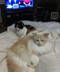 Purina Friskies Wet Cat Food, Shreds With Salmon in Sauce - (24) 5.5 oz. Cans 5.5 Ounce (Pack of 24) 38 B1gUcmAM5NS