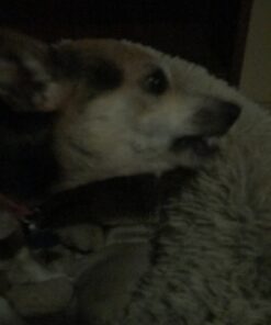 GREENIES Original Petite Natural Dog Dental Care Chews Oral Health Dog Treats, 36 oz. Pack (60 Treats) Petite Size (15-25 lb Dog) 60 Count (Pack of 1) 43 B1gs 5xe57S