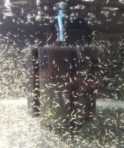 uxcell XINYOU XY-380 Aquarium Fish Tank Biochemical Sponge Filter, 4-1/2-Inch (1-Pack) 1-pack 26 B1haPwxgJOS