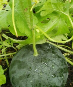Heirloom Fruit Seeds- Non Hybrid- Real Survival Seeds. Honeydew Green Melon, Banana Melon, Honey Rock Cantaloupe, Watermelon Crimson Sweet, Sugar Baby Watermelon Seeds, Hales Best Jumbo Melon,Non GMO 32 B1hkmBbqiYS