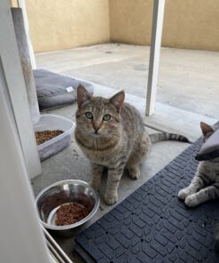 Purina Friskies Gravy Wet Cat Food Variety Pack, Shreds - (24) 5.5 oz. Cans Chicken, Turkey, Beef, Cheese 5.5 Ounce (Pack of 24) 35 B1ivWGCTdYS