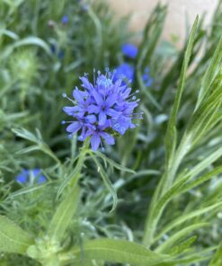 Seed Needs, Large 2.1 Ounce Package of 30,000+ Dazzling Blue Wildflower Seeds for Planting (99% Pure Live Seed Butterfly Attracting Wildflower Mixture - NO Filler) - Bulk 48 B1jgZOwiAfS