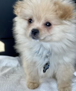 Henkelion Pet Carrier for Small Medium Cats Dogs Puppies up to 15 Lbs, Airline Approved Small Dog Carrier Soft Sided, Collapsible Travel Puppy Carrier - Green 17.0"L x 11.0"W x 11.0"H 37 B1jp0TiQS S