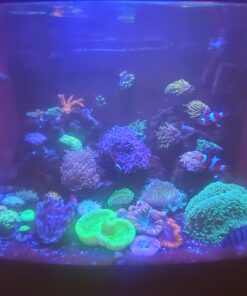 Chemi-Clean - 2 g 2g 66 B1jpUc8E3ZS