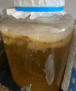 Jun Kombucha Starter Culture - USDA Certified Organic Jun SCOBY & Starter Tea - Makes 1 Gallon - Brewed with Organic Green Tea & Honey - Brew Jun Tea! 45 B1knReAj73S