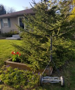 Great States 415-16 16-Inch Reel Mower Standard Full Feature Lawn Mower with T-Style Handle and Heat Treated Blades 16-Inch, 5-Blade Reel Only 45 B1lLzapsUS