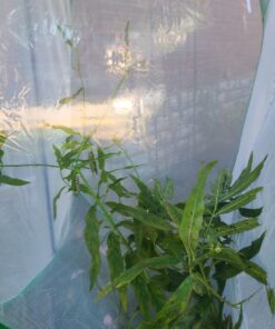 Trasfit Pop-up Insect and Butterfly Habitat Cage Terrarium - 24 Inches Tall 60 B1lSeOTmk4S