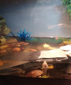 Tetra Decorative ReptoFilter, Terrarium Filtration, Keeps Water Clear 47 B1mTPg8GKS